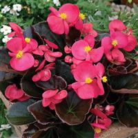 Bada Boom Rose Begonia