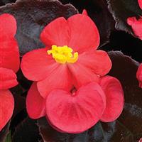 Bada Boom Scarlet Begonia