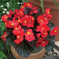 Bada Boom Scarlet Begonia