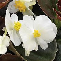 Bada Boom White Begonia