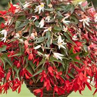 Bossa Nova Mix Begonia