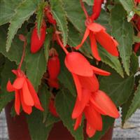 Bossa Nova Orange Begonia
