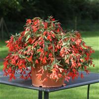 Bossa Nova Orange Begonia