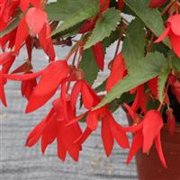 Bossa Nova Red Begonia