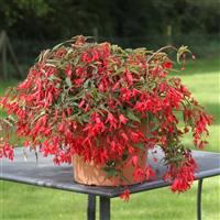 Bossa Nova Red Begonia