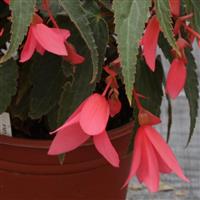 Bossa Nova Rose Begonia