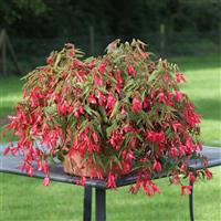 Bossa Nova Rose Begonia