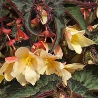 Bossa Nova Yellow Begonia