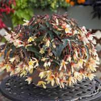Bossa Nova Yellow Begonia