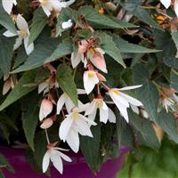 Bossa Nova Pure White Begonia