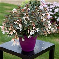 Bossa Nova Pure White Begonia