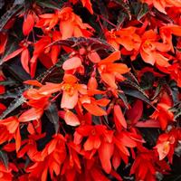 Bossa Nova Night Fever Papaya Begonia