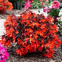 Bossa Nova Night Fever Papaya Begonia