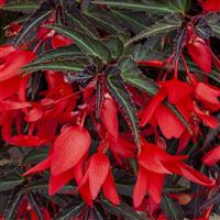 Bossa Nova Night Fever Rosso Begonia