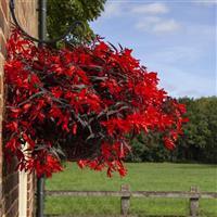Bossa Nova Night Fever Rosso Begonia