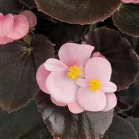 Cocktail Brandy Begonia