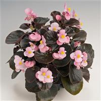 Cocktail Brandy Begonia