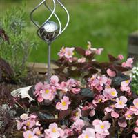 Cocktail Brandy Begonia