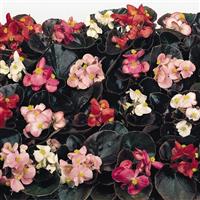 Cocktail Mix Begonia