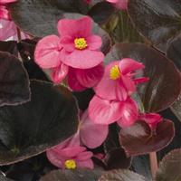 Cocktail Tequila Begonia