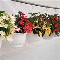 Groovy Mix Begonia