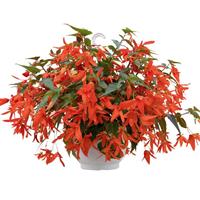 Groovy Orange Begonia