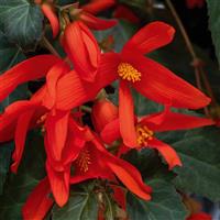 Groovy Orange Begonia