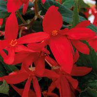 Groovy Red Begonia