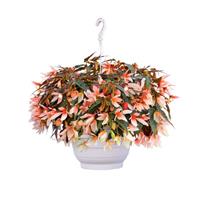 Groovy Salmon Bicolor Begonia