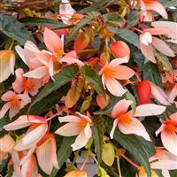 Groovy Salmon Bicolor Begonia