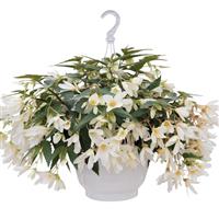 Groovy White Begonia