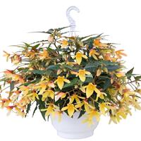 Groovy Mellow Yellow Begonia