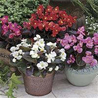 Harmony Plus Mix Begonia