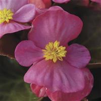 Harmony Plus Rose Begonia