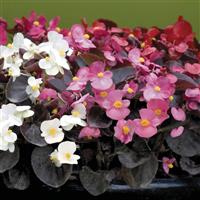 Nightlife Mix Begonia