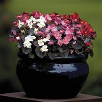 Nightlife Mix Begonia