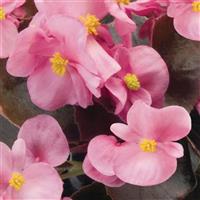 Nightlife Pink Begonia