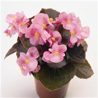 Nightlife Pink Begonia