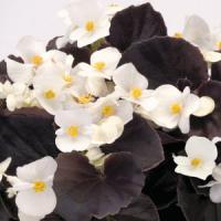 Nightlife White Begonia