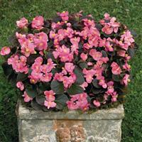 Nightlife Deep Rose Begonia