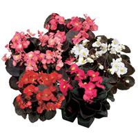 Senator IQ Mix Begonia
