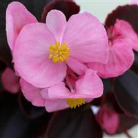 Senator IQ Pink Begonia
