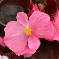 Senator IQ Rose Begonia