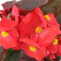 Senator IQ Scarlet Begonia