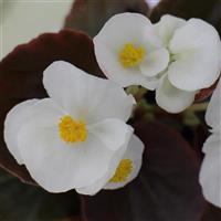Senator IQ White Begonia