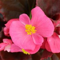 Senator IQ Deep Rose Begonia