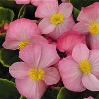 Sprint Plus Pink Begonia