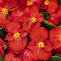 Sprint Plus Red Begonia