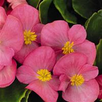 Sprint Plus Rose Begonia