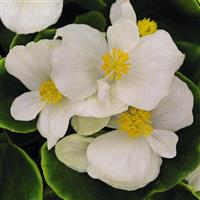 Sprint Plus White Begonia